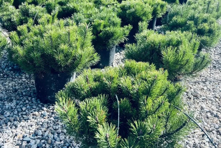 Pino Mugo – Arbusto Cespuglioso Sempreverde da Esterno Ø 24 cm