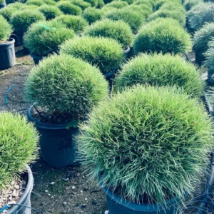 Pinus Brepo – Pino Ornamentale Nano – Vaso Ø 30