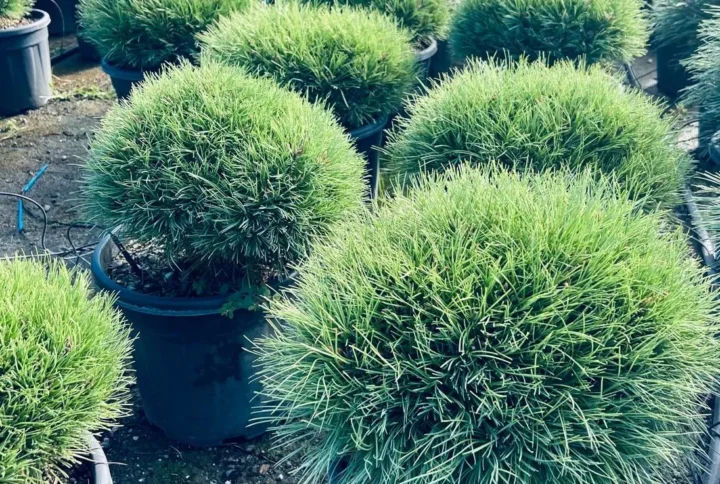 Pinus Brepo – Pino Ornamentale Nano – Vaso Ø 30