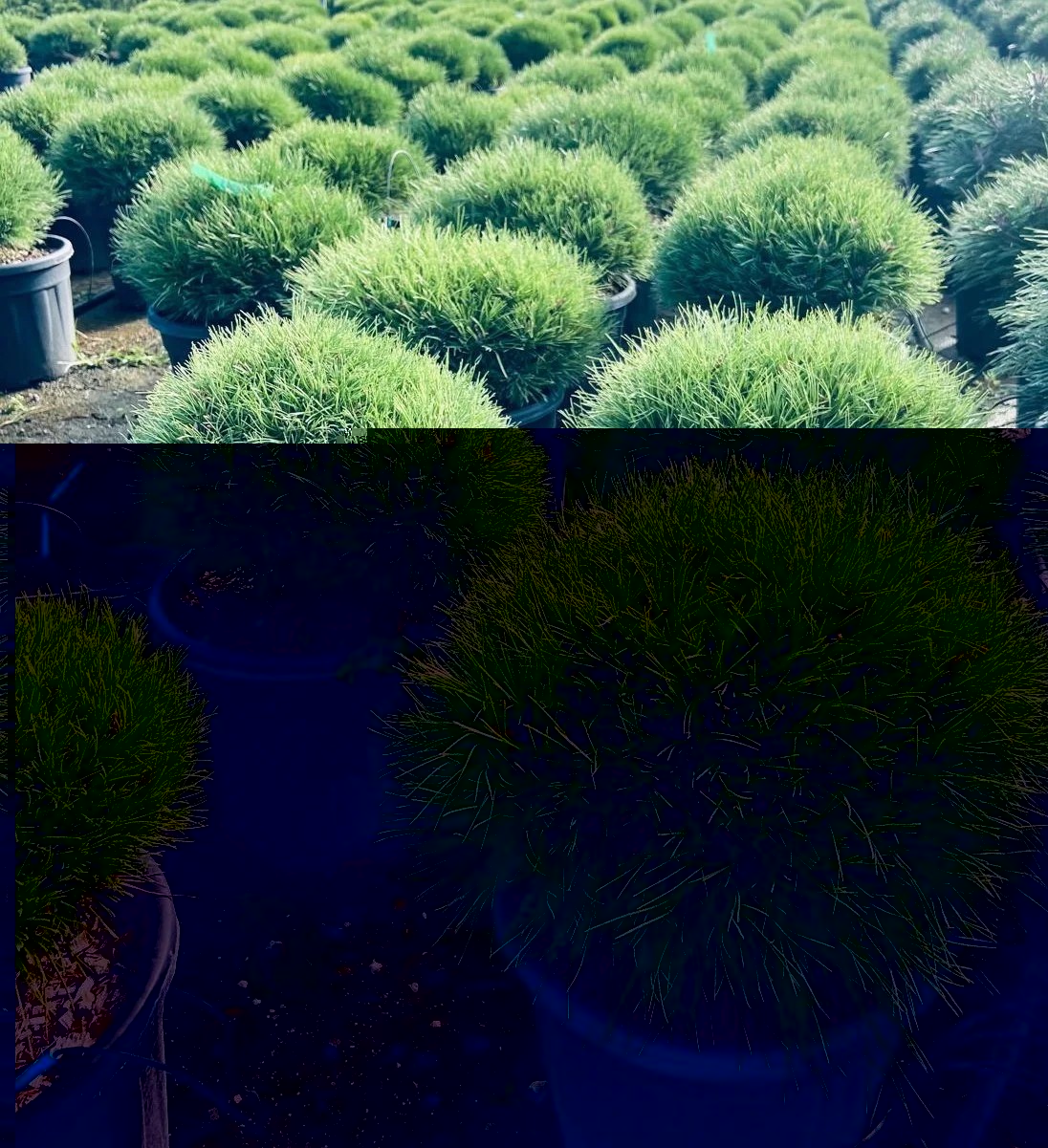 PINUSBREPO