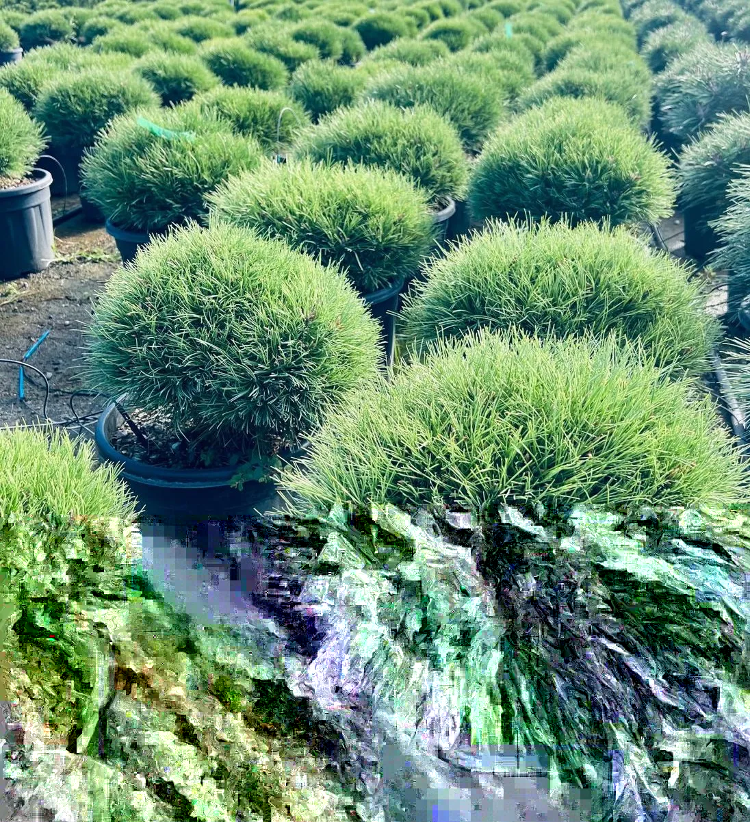 PINUSBREPO