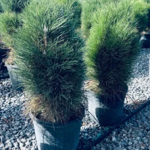 Pinus Green Tower – Pino a Crescita Colonnare – Vaso Ø 33 H 60-100 cm