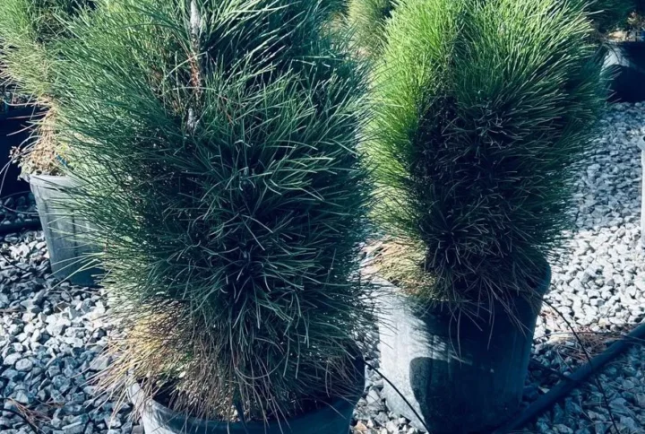 Pinus Green Tower – Pino a Crescita Colonnare – Vaso Ø 33 H 60-100 cm