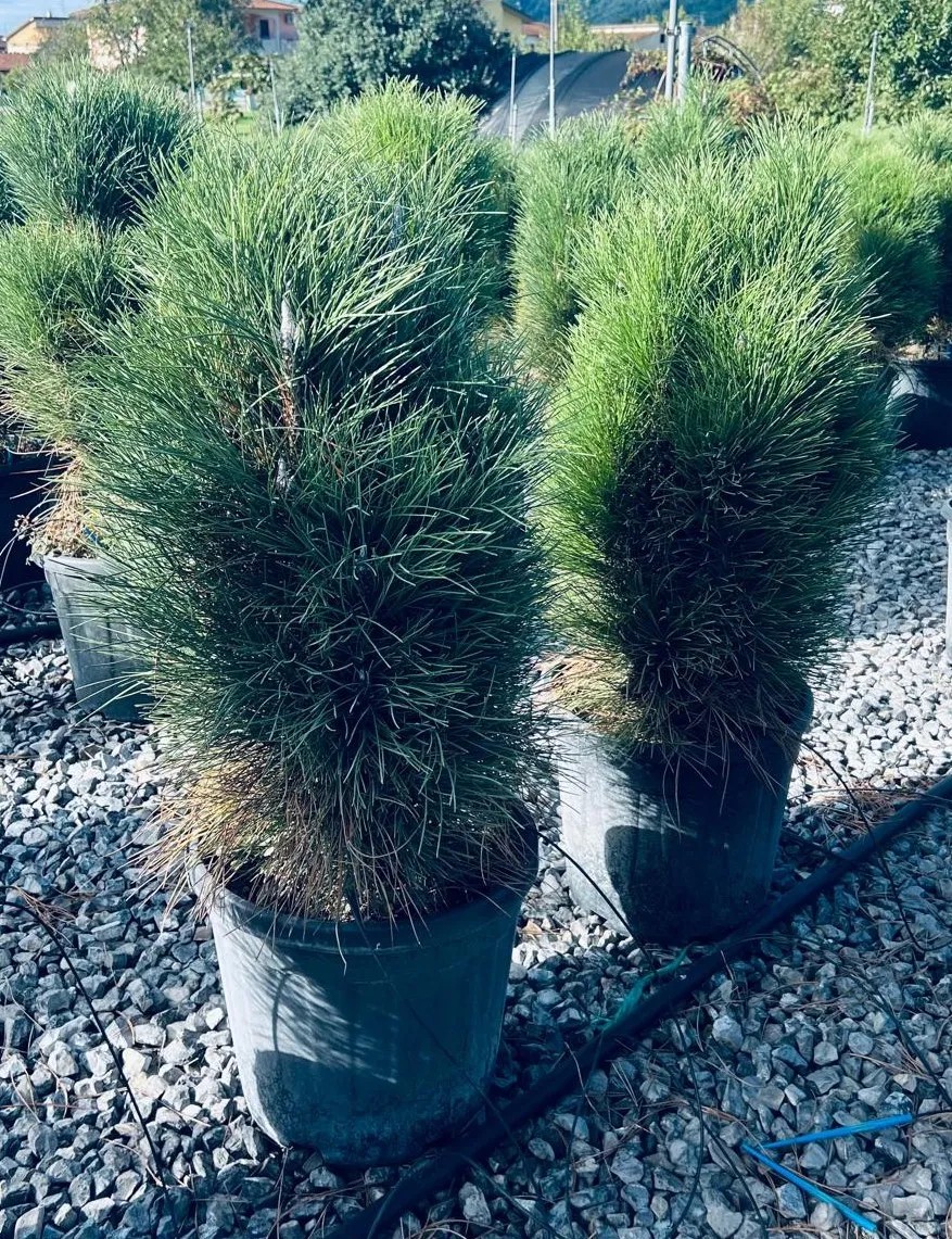 PINUSGREENTOWER