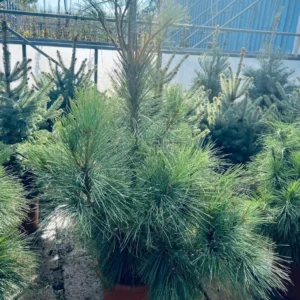 Pinus Wallichiana – Conifera Ornamentale Elegante per Giardini Ampi – Vaso Ø 26 – H. 80-100 cm