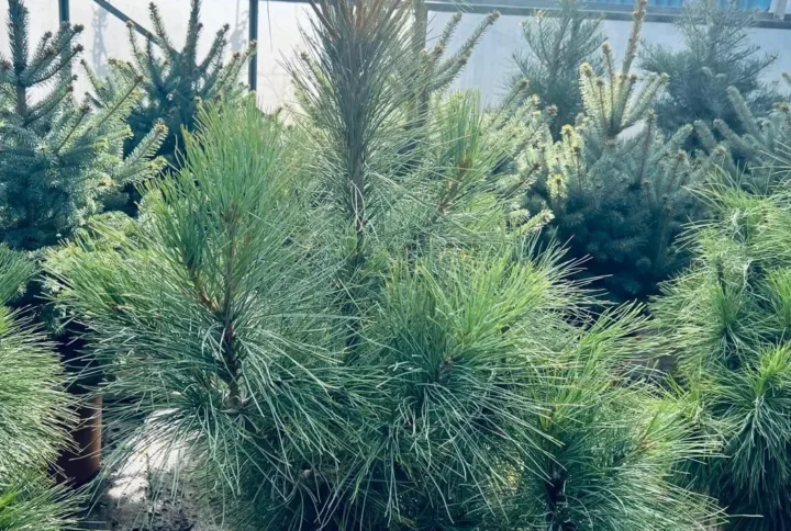 Pinus Wallichiana – Conifera Ornamentale Elegante per Giardini Ampi – Vaso Ø 26 – H. 80-100 cm