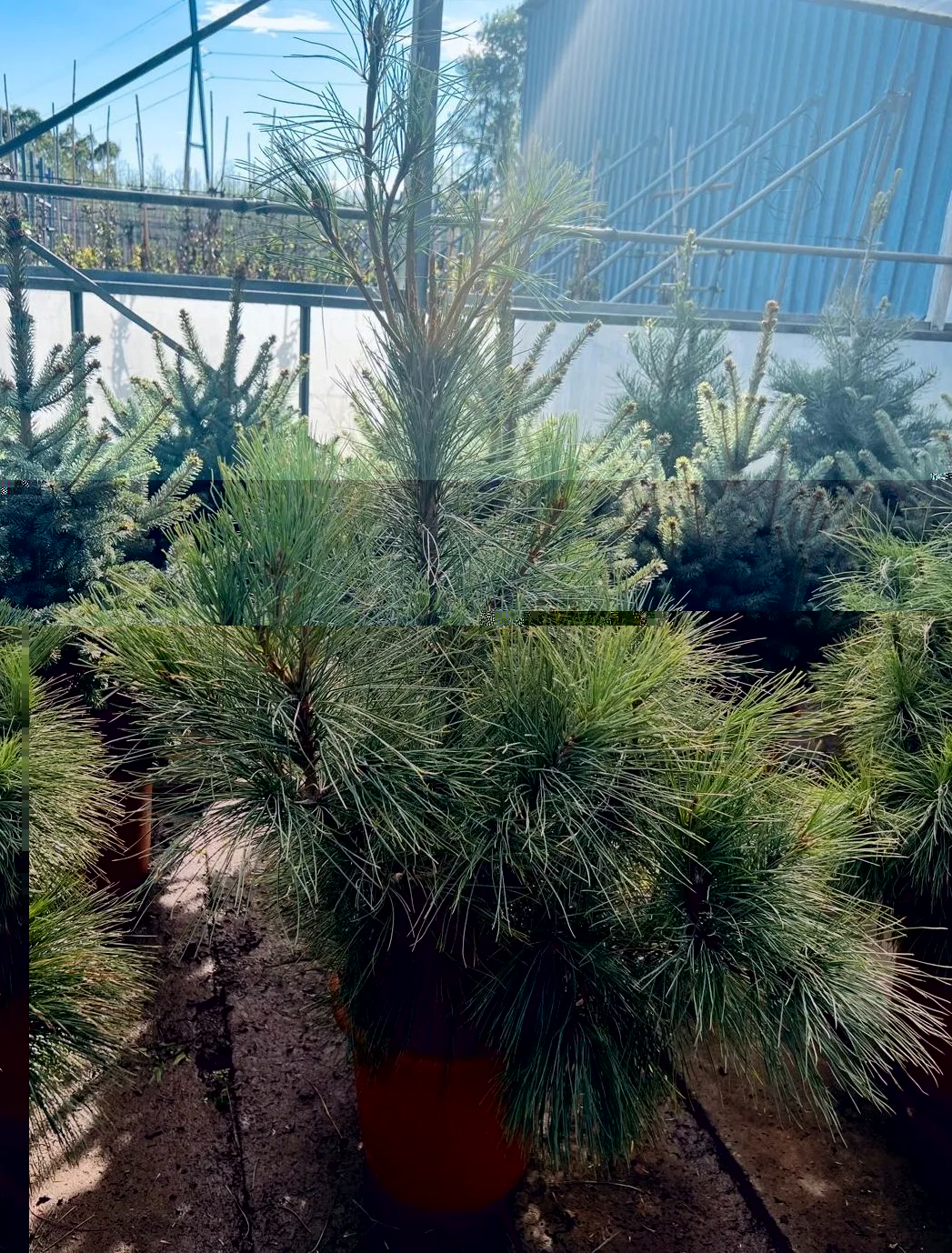 PINUSWALLICHIANA