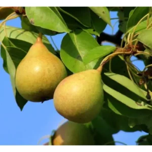 Pero Nano – Pyrus communis, Perfetto per Balconi e Terrazzi