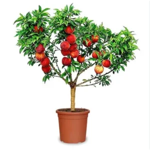 Pesconoce Nano – Ideale per Vaso, Fioritura Ornamentale