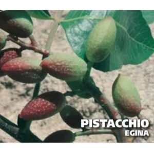 Pistacchio Femmina ‘Eginis’ – Pistacia vera L., Coltivazione in Vaso
