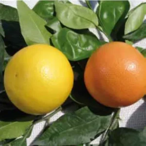 Pompelmo – Citrus paradisi, Frutti Succosi e Compatti