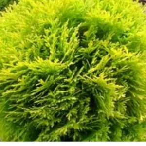 Thuja Danica Aurea – Conifera Nana Sferica da Sole – Vaso Ø 30