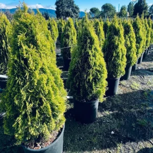 Thuja Golden – Conifera Sempreverde Giallo Dorato – Vaso Ø 30 – H. 80-100 cm