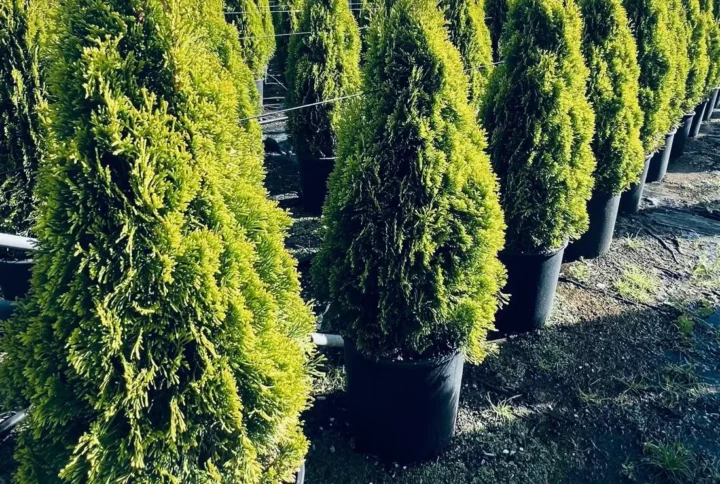 Thuja Golden – Conifera Sempreverde Giallo Dorato – Vaso Ø 30 – H. 80-100 cm