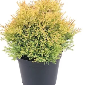 Thuja Rheingold – Conifera Dorata a Crescita Lenta – Vaso Ø 30 – H. 50-60 cm
