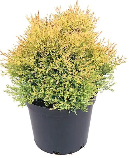 Thuja Rheingold – Conifera Dorata a Crescita Lenta – Vaso Ø 30 – H. 50-60 cm