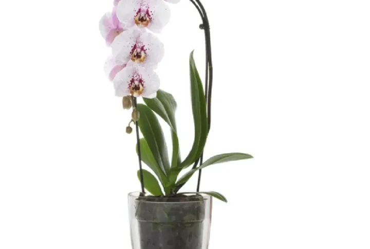 Vaso Trasparente per Orchidee – Ø 12,7 cm
