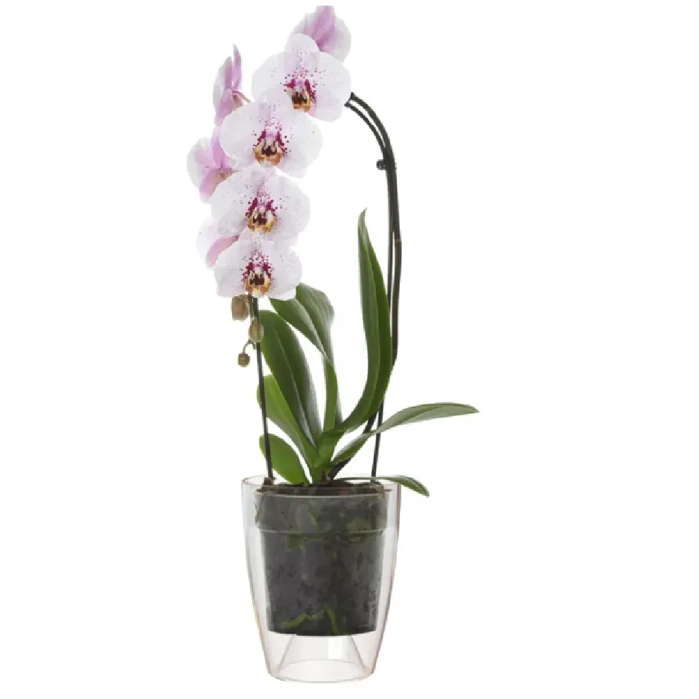Vaso-orchidea-trasparente