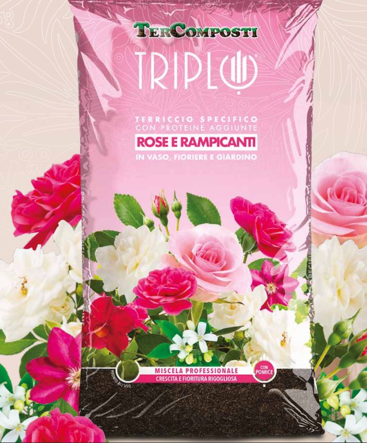 TERRICCIO ROSE