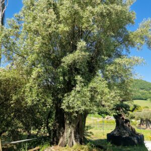 Ulivi Antichi e di Pregio