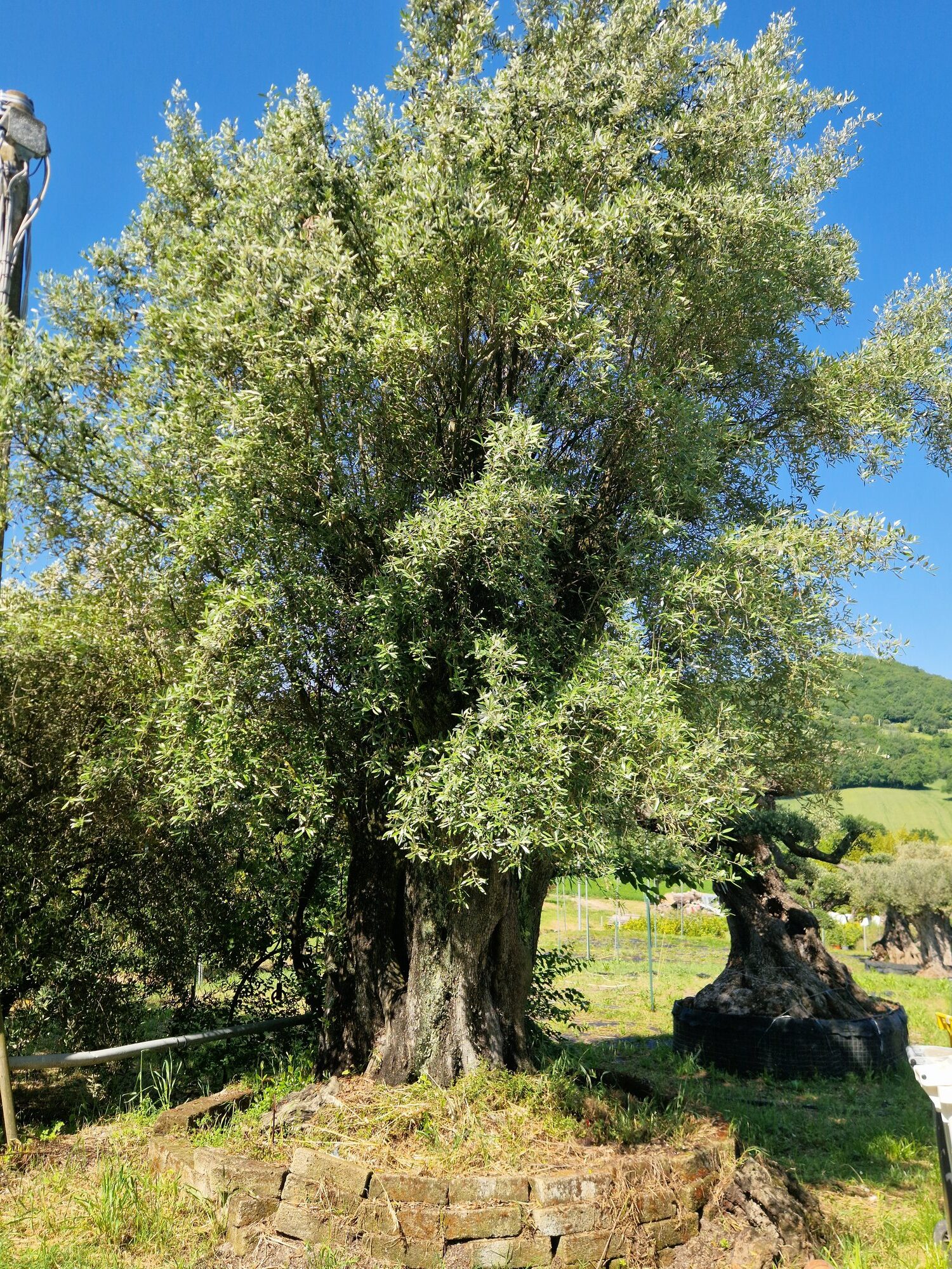 ulivo-secolare-001