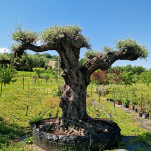 Ulivi Antichi e di Pregio