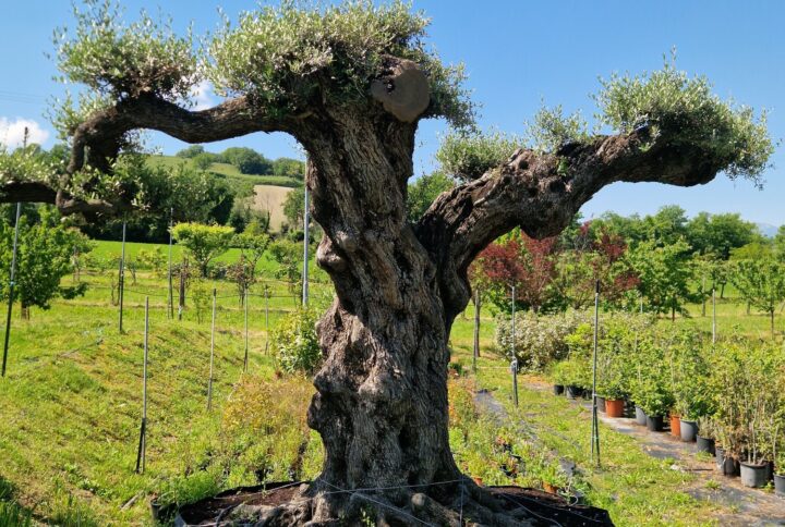 Ulivi Antichi e di Pregio