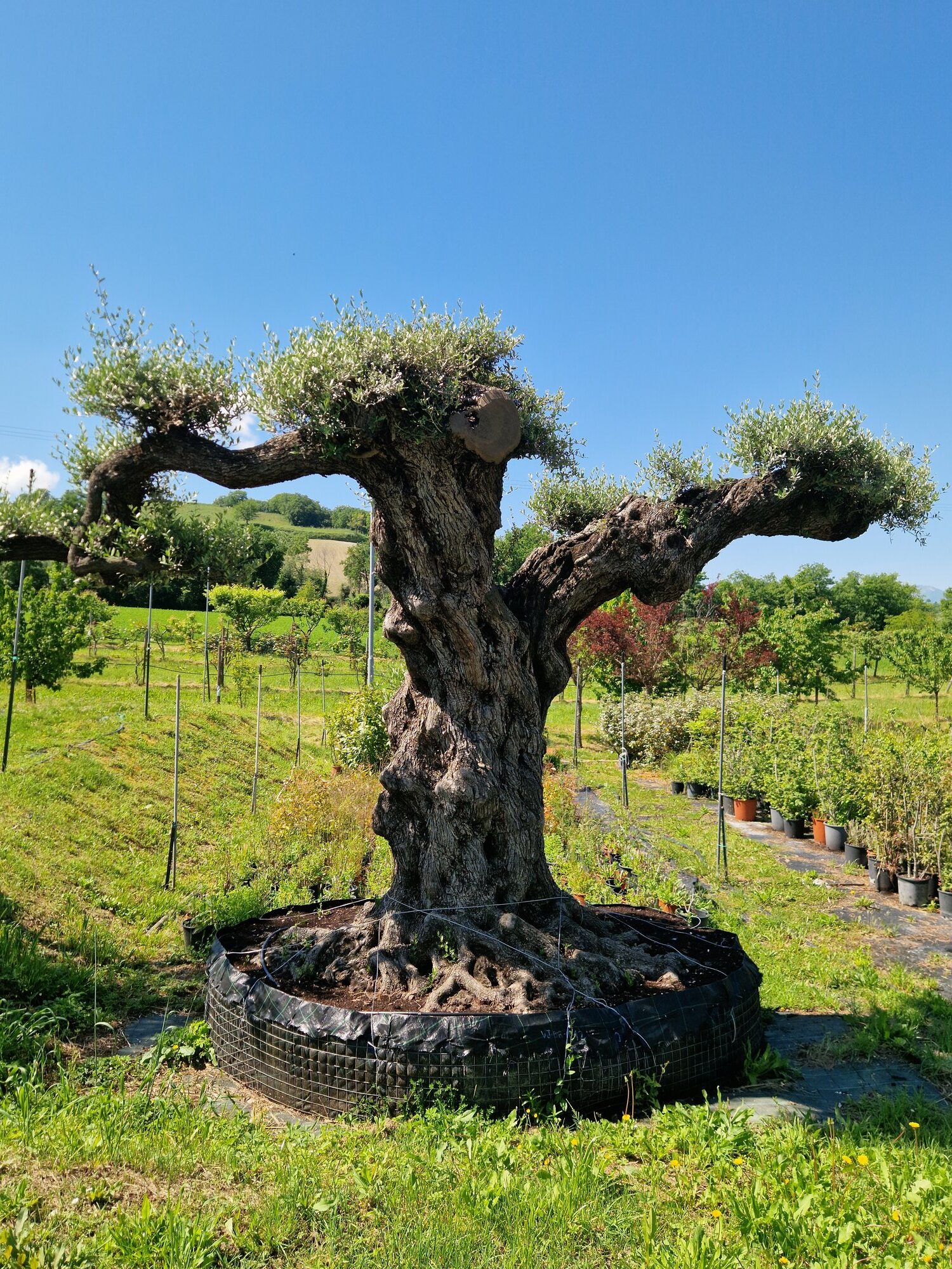 ulivo-secolare-002