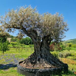 Ulivi Antichi e di Pregio