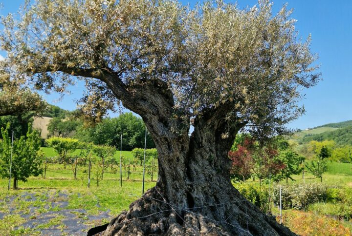 Ulivi Antichi e di Pregio
