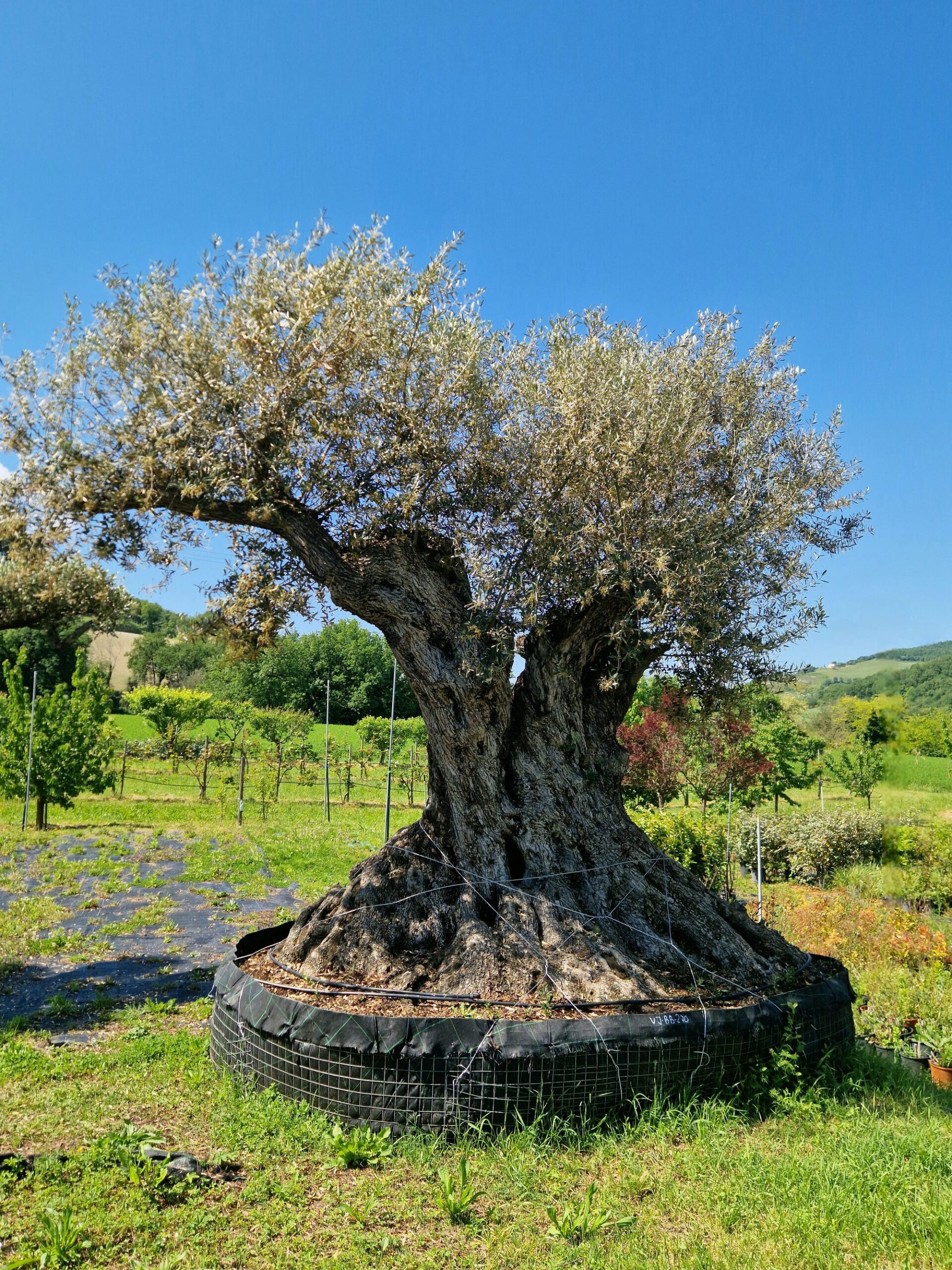 ulivo-secolare-003