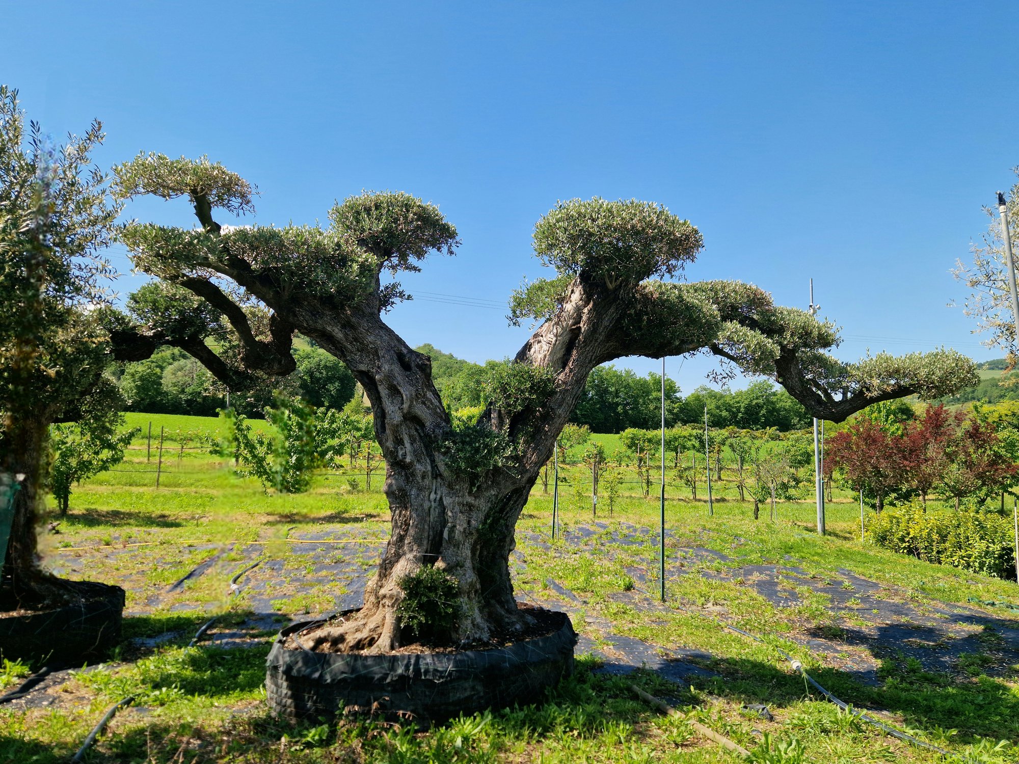 ulivo-secolare-004