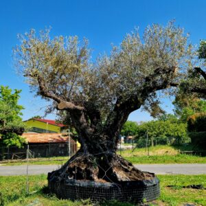 Ulivi Antichi e di Pregio