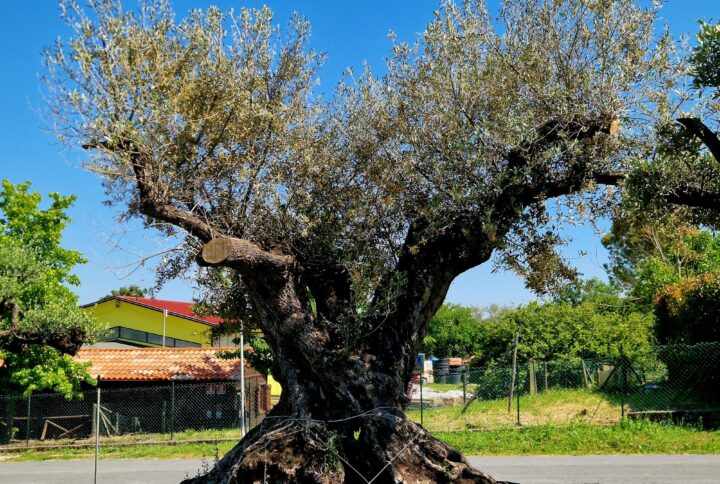 Ulivi Antichi e di Pregio