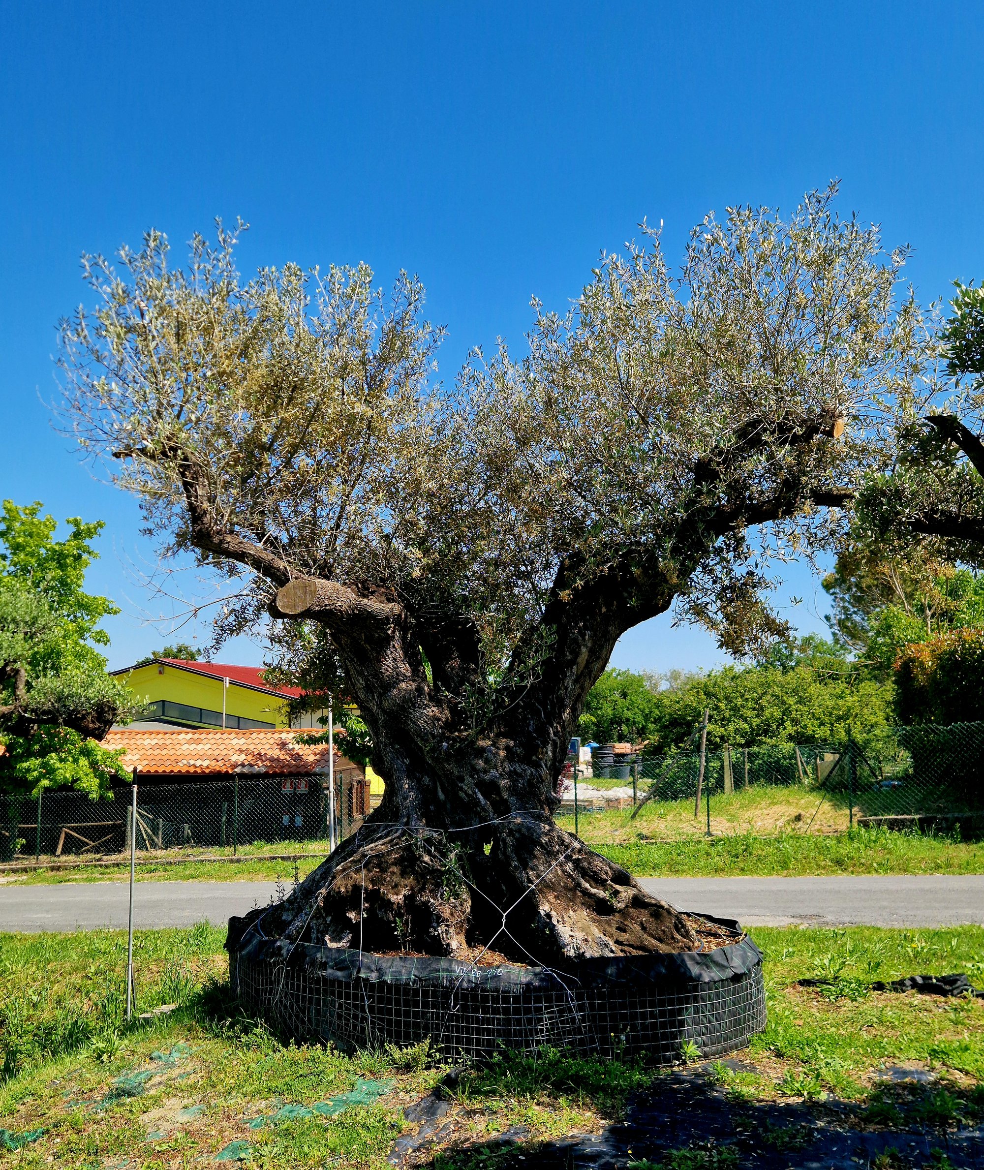 ulivo-secolare-005