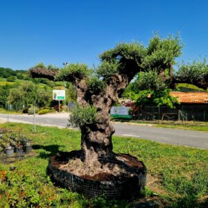 Ulivi Antichi e di Pregio