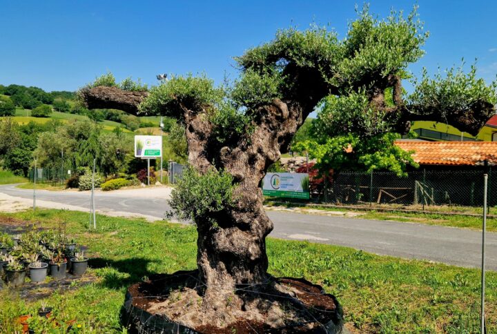 Ulivi Antichi e di Pregio