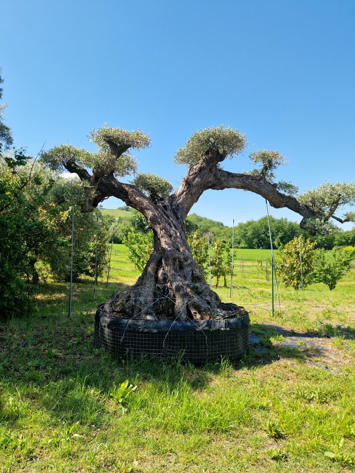 ulivo-secolare-101