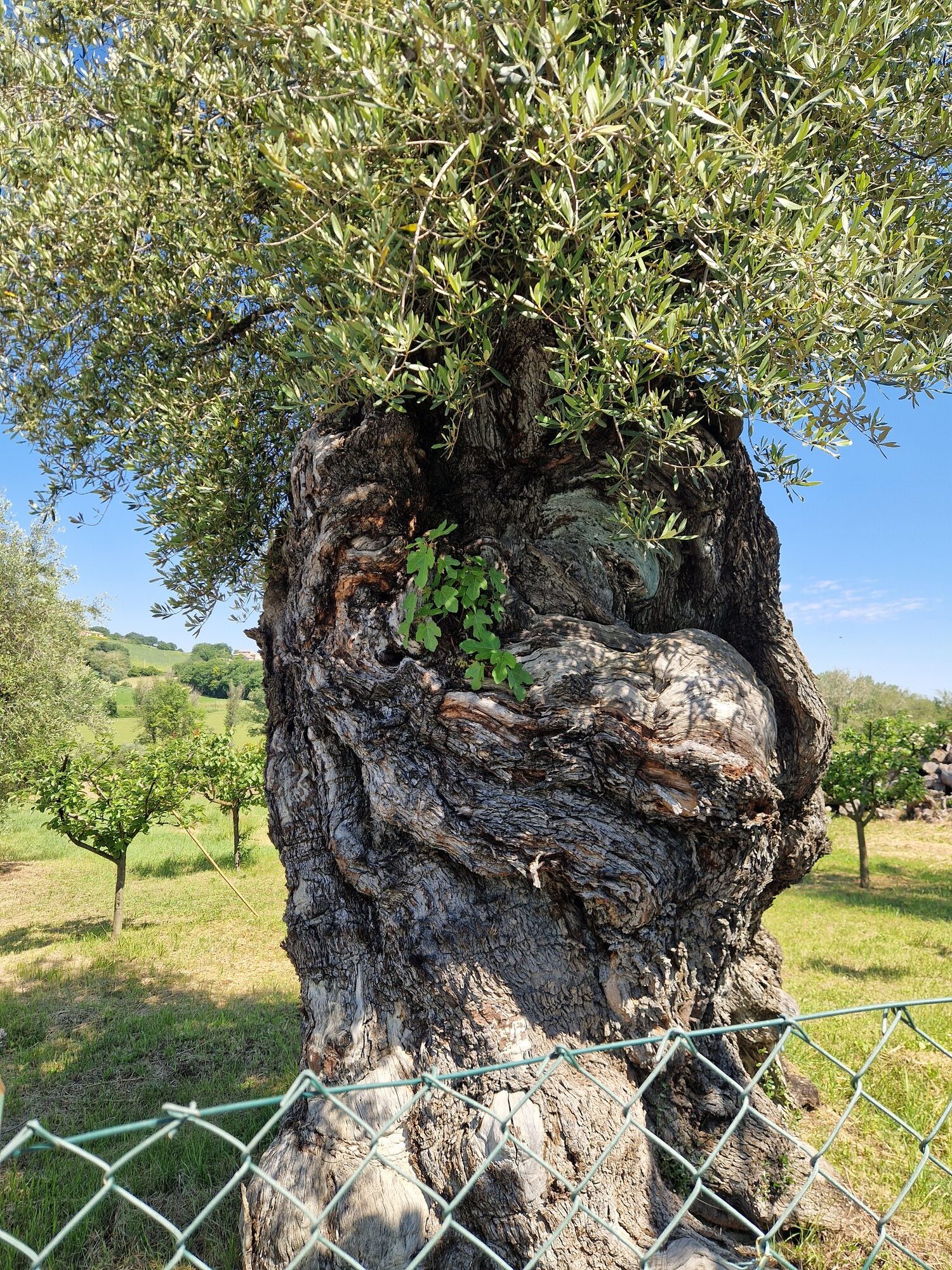 ulivo-secolare-105