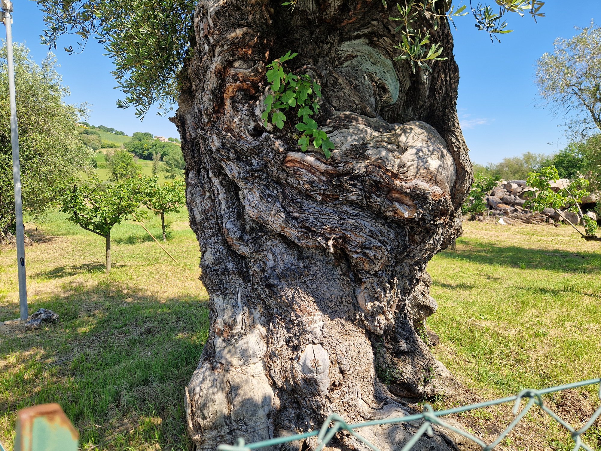ulivo-secolare-205