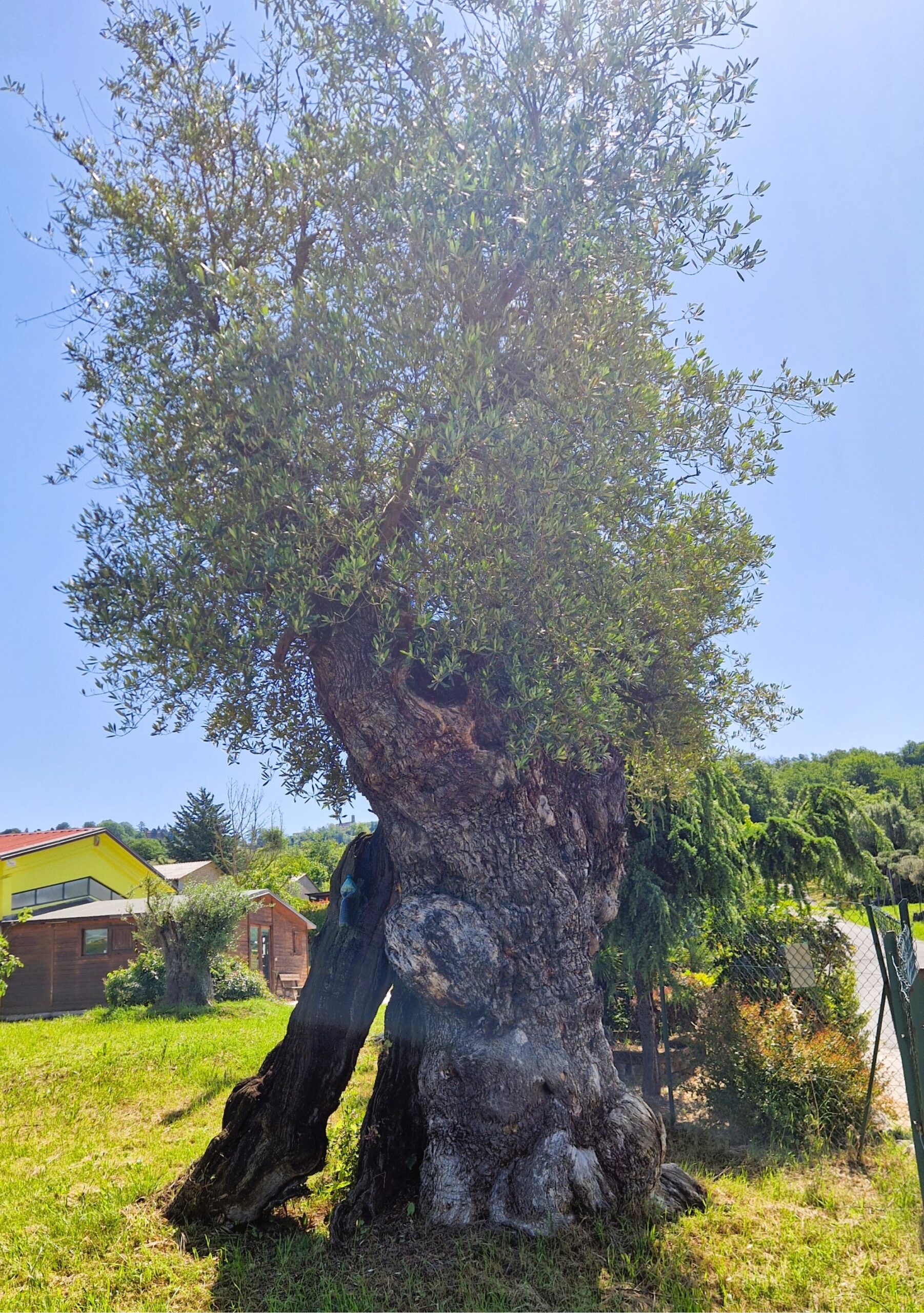 ulivo-secolare-305