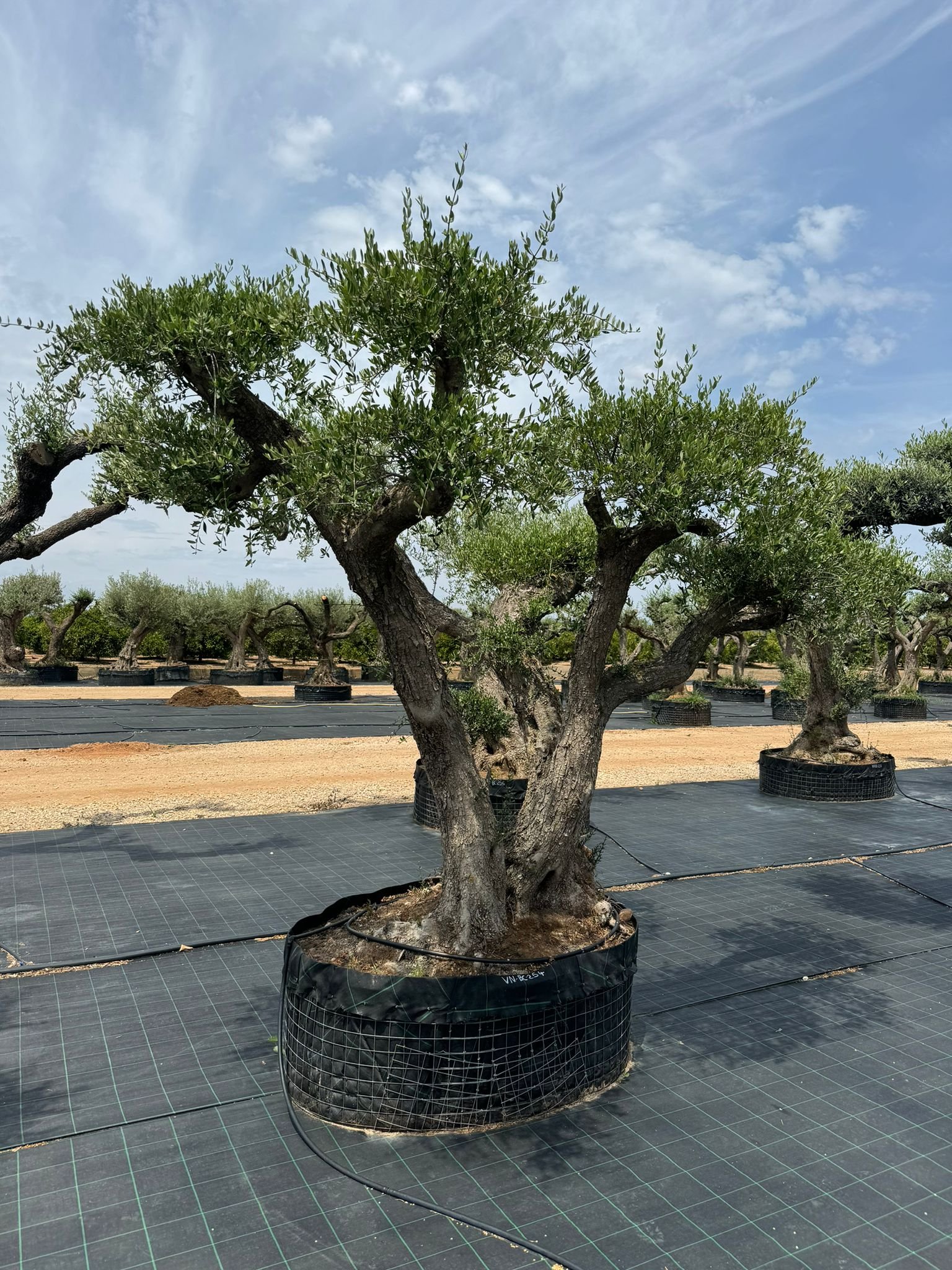 ulivo-vivaio-019