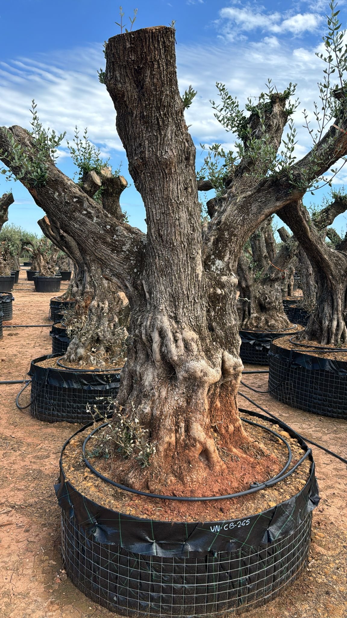 ulivo-vivaio-026