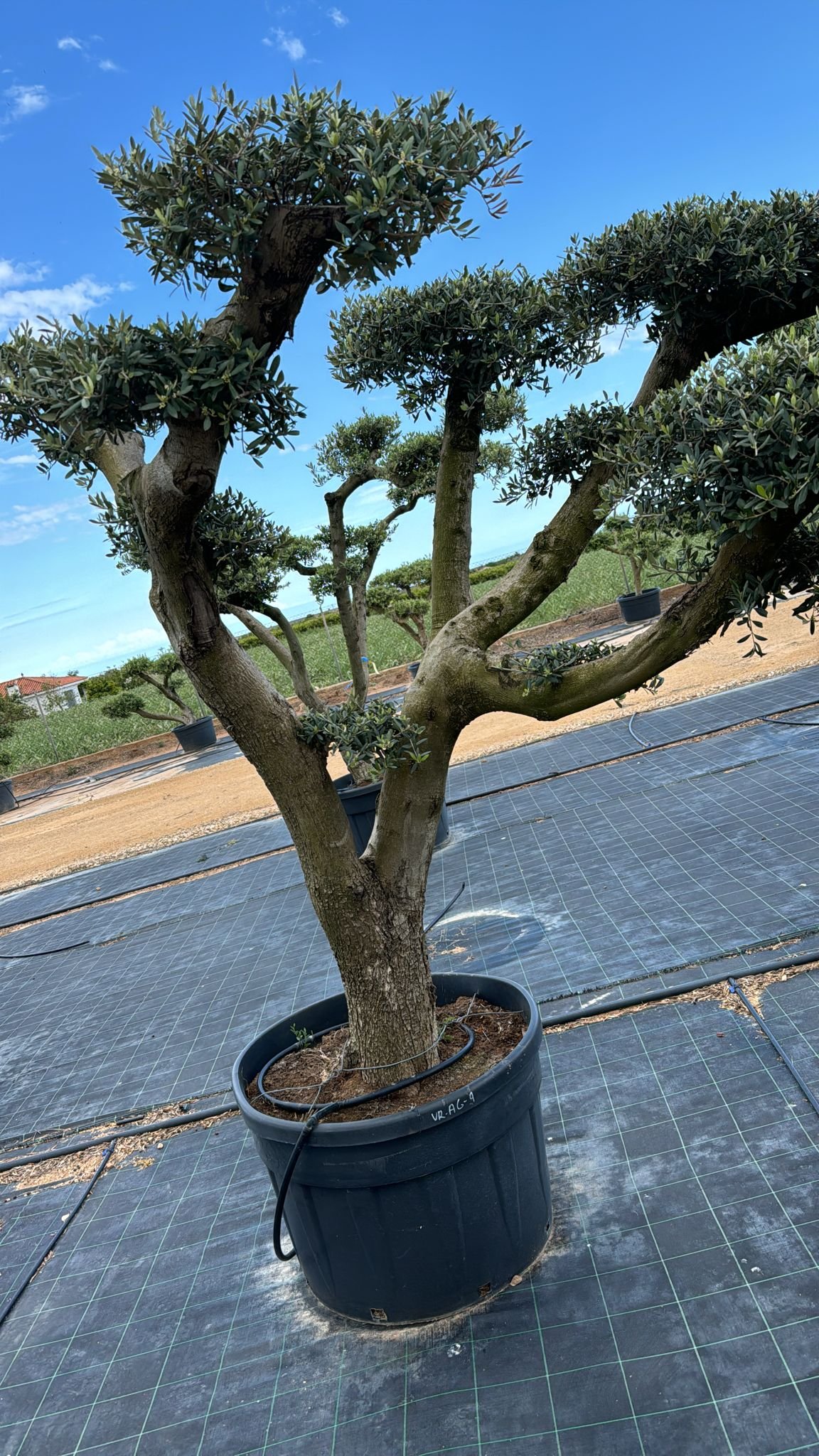 ulivo-vivaio-029
