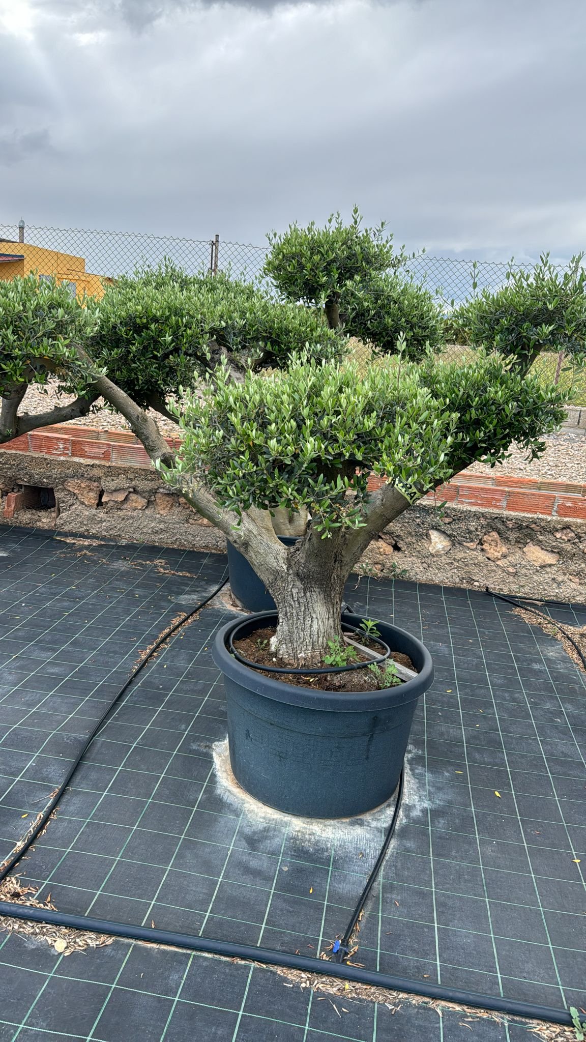 ulivo-vivaio-044