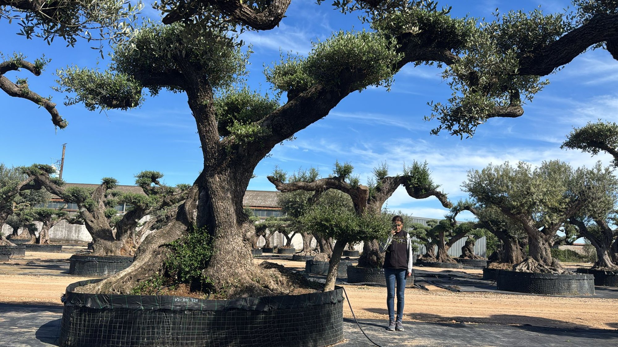 ulivo-vivaio-050