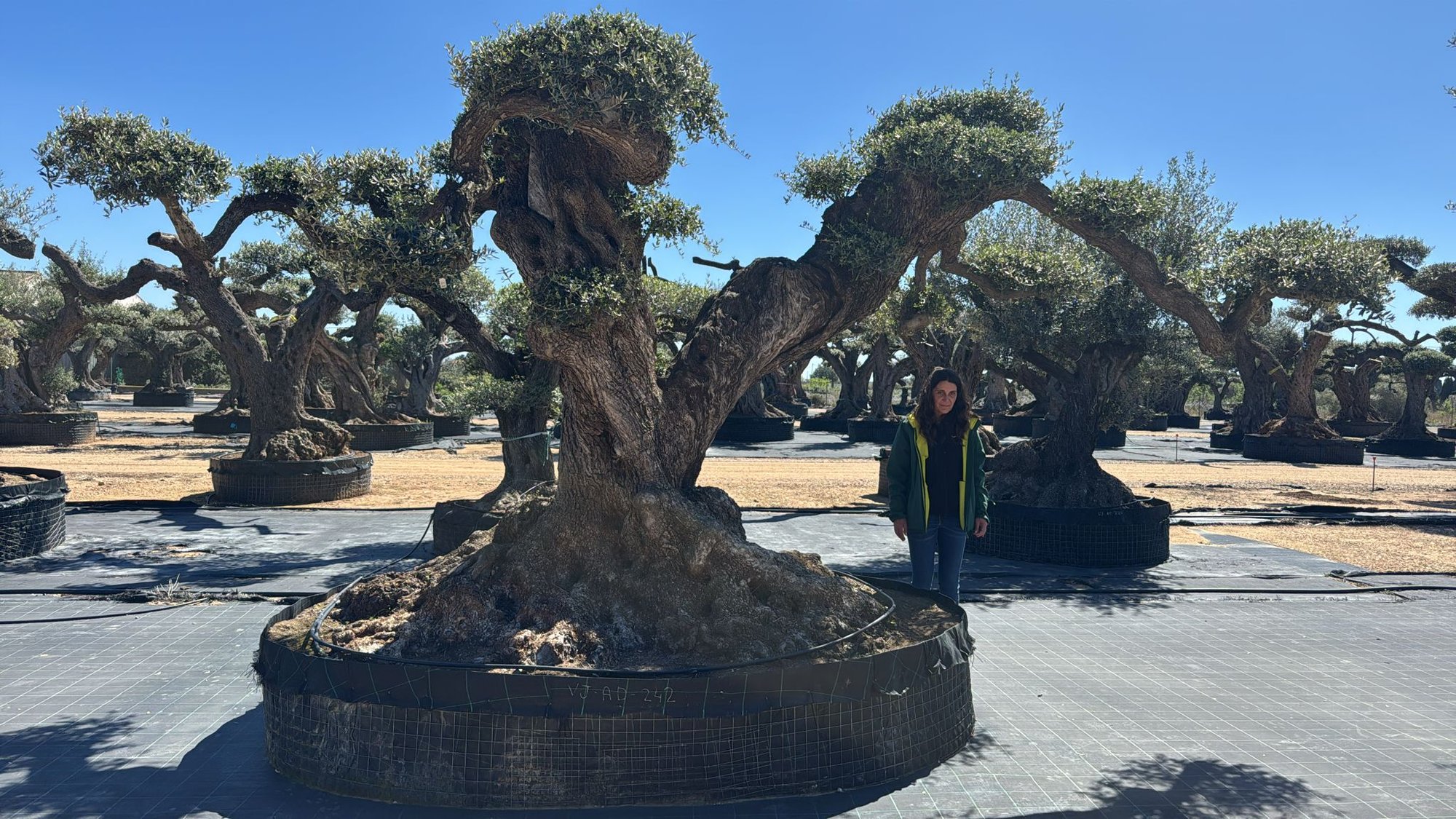 ulivo-vivaio-102