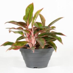 Aglaonema in varietà