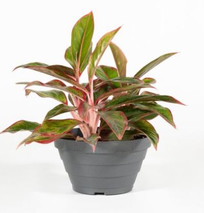 Aglaonema in varietà