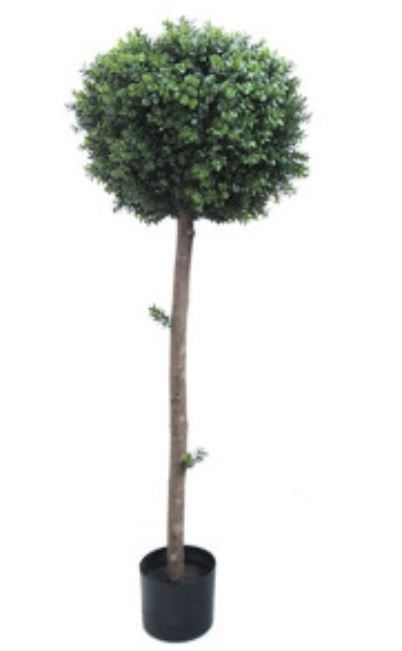 albero bello